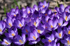purple_crocuses_flowers_spring__free_download__one_million_wallpapers